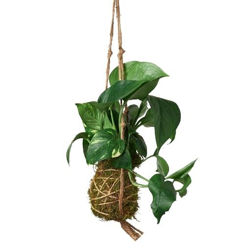 Kokedama Moss Ball Hanging Plant