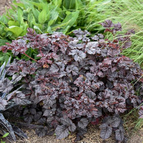 Astilbe 'Dark Side of the Moon'  - Dark Side of the Moon Astilbe - Shipped