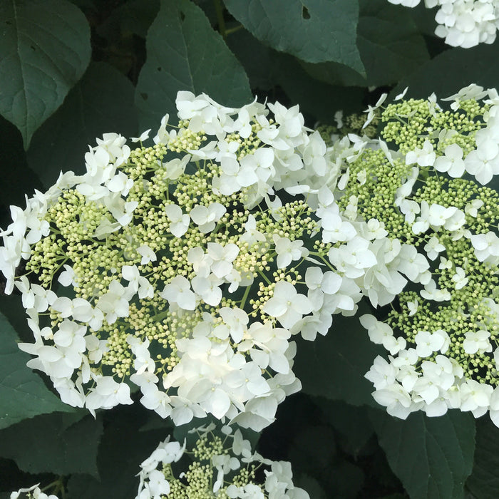 Hydrangea arborescens 'Haas' Halo'  - Haas' Halo Hydrangea - Shipped