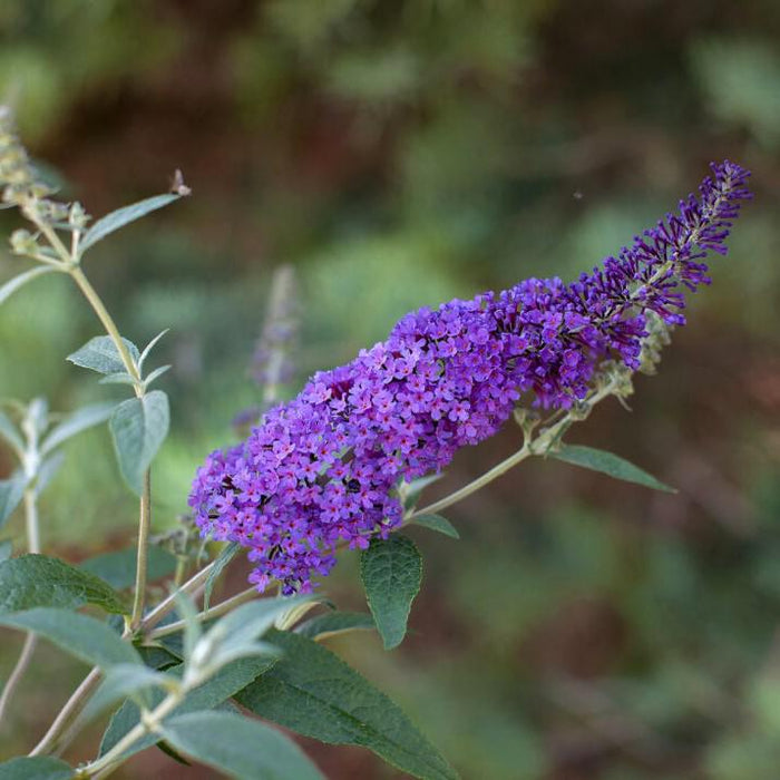 Buddleia davidii 'PIIBD-III' PP26,306  - First Editions® Psychedelic Sky™ Butterfly Bush - Shipped