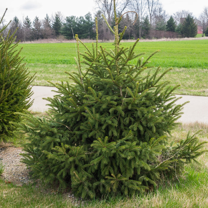 Picea glauca var. densata  - Black Hills Spruce - Shipped