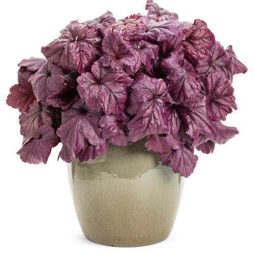 Dolce® Wildberry Heuchera - Shipped
