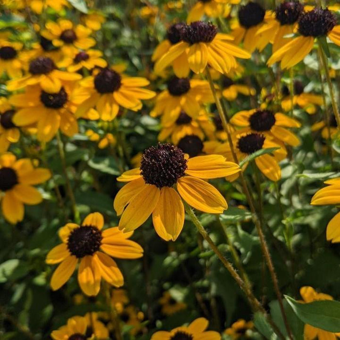 Rudbeckia triloba  - Three Lobed Coneflower - Shipped