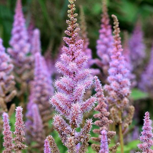 Astilbe chinensis 'Pumila'  - Pumila Chinese Astilbe - Shipped