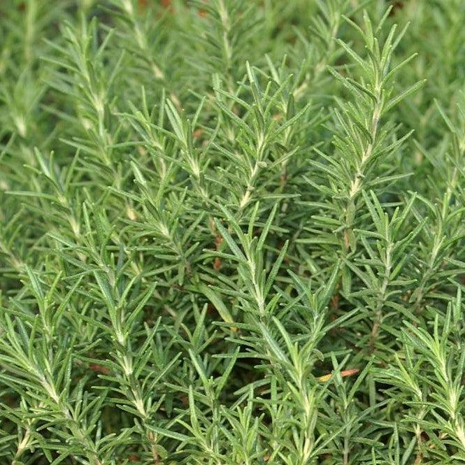 Rosmarinus officinalis 'Salem'  - Salem Rosemary - Shipped