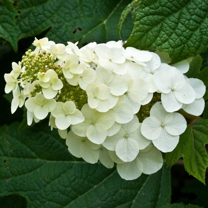 Hydrangea quercifolia 'Alice'  - Alice Oakleaf Hydrangea - Shipped