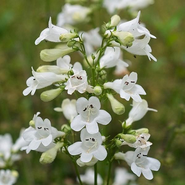 Beardtongue - Shipped