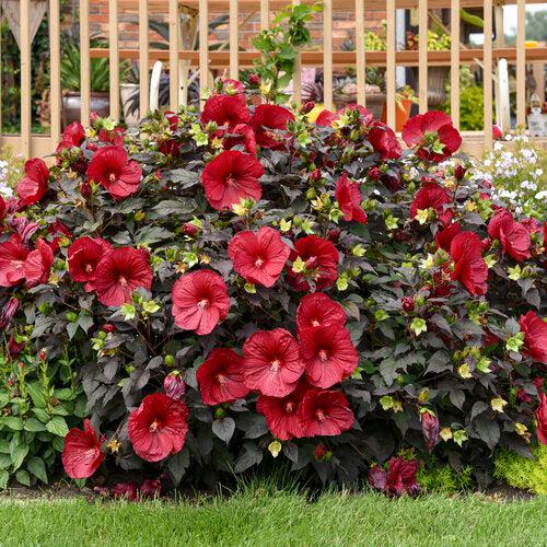 Summerific® Holy Grail Hibiscus - Shipped