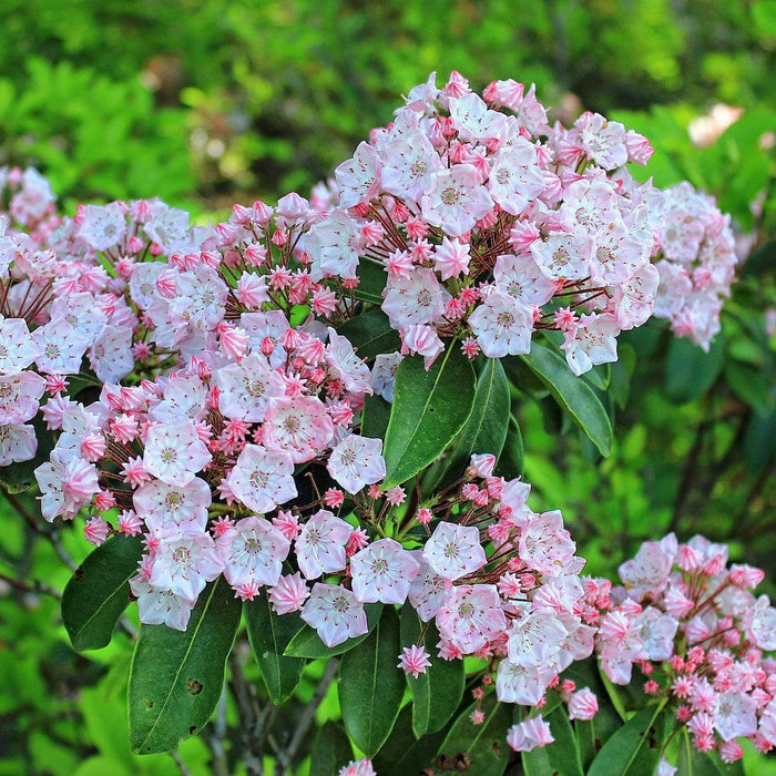 Kalmia latifolia 'Good Show'  - Good Show Mountain Laurel - Shipped