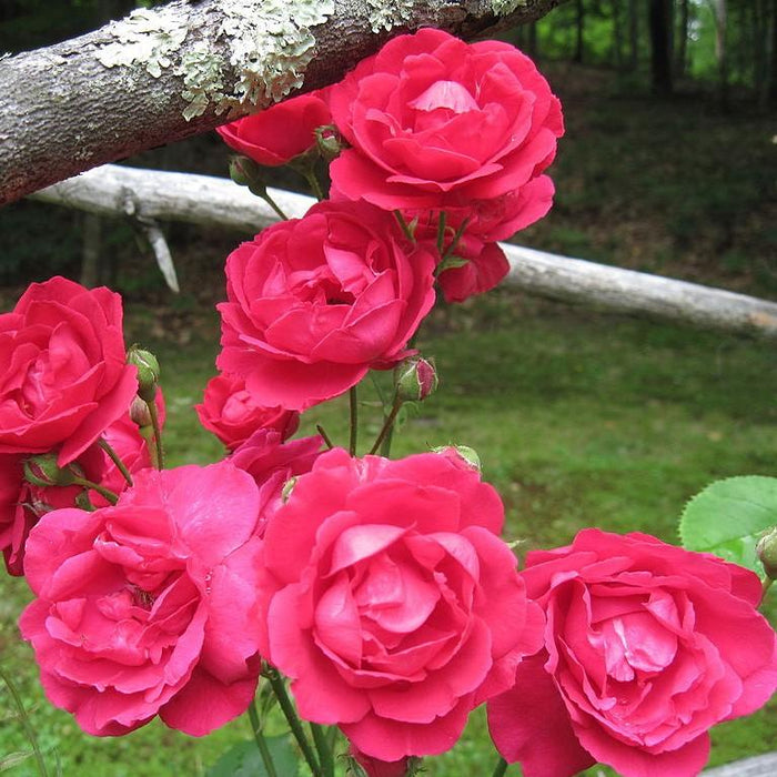 Rosa 'Blaze'  - Blaze Climbing Rose - Shipped
