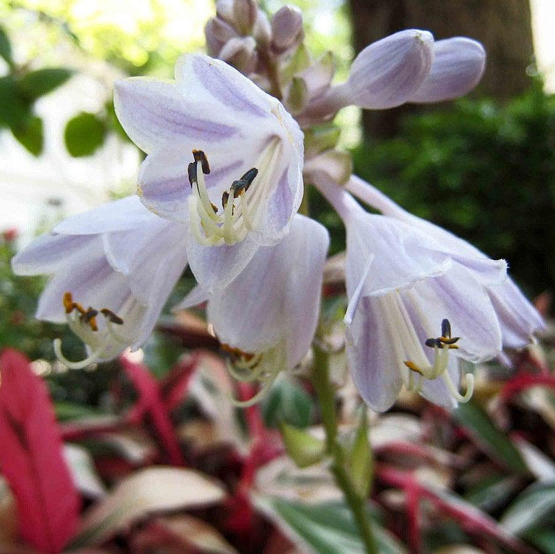 Patriot Hosta - Shipped