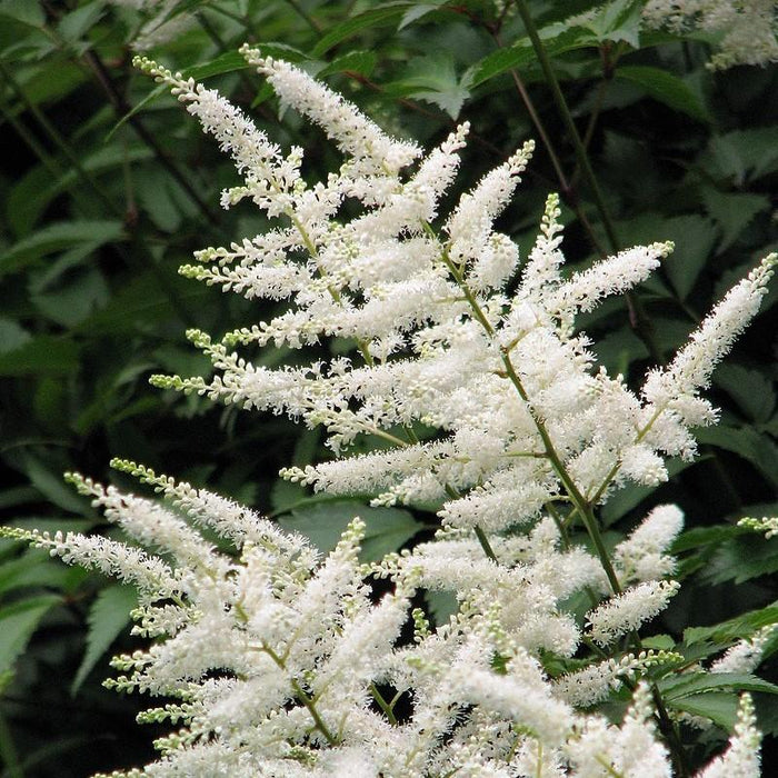 Astilbe japonica 'Deutschland'  - Deutschland Japanese Astilbe - Shipped