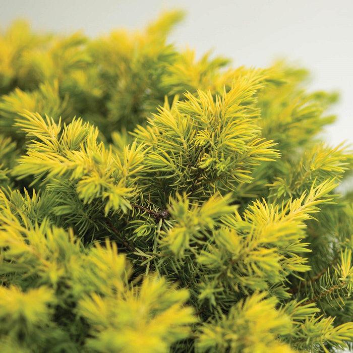Juniperus conferta 'sPg-3-016'  - Golden Pacific™ Juniper - Shipped
