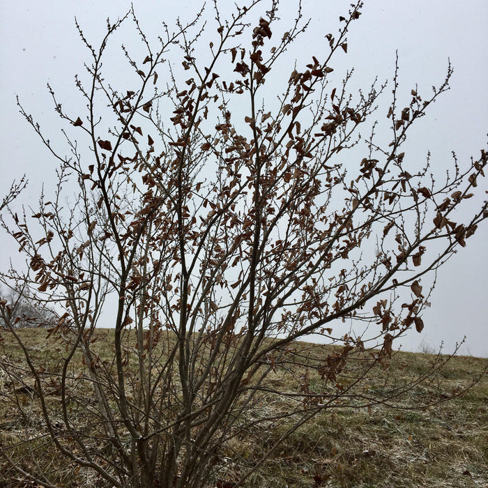 Corylus americana  - Hazelnut, American Filbert - Shipped