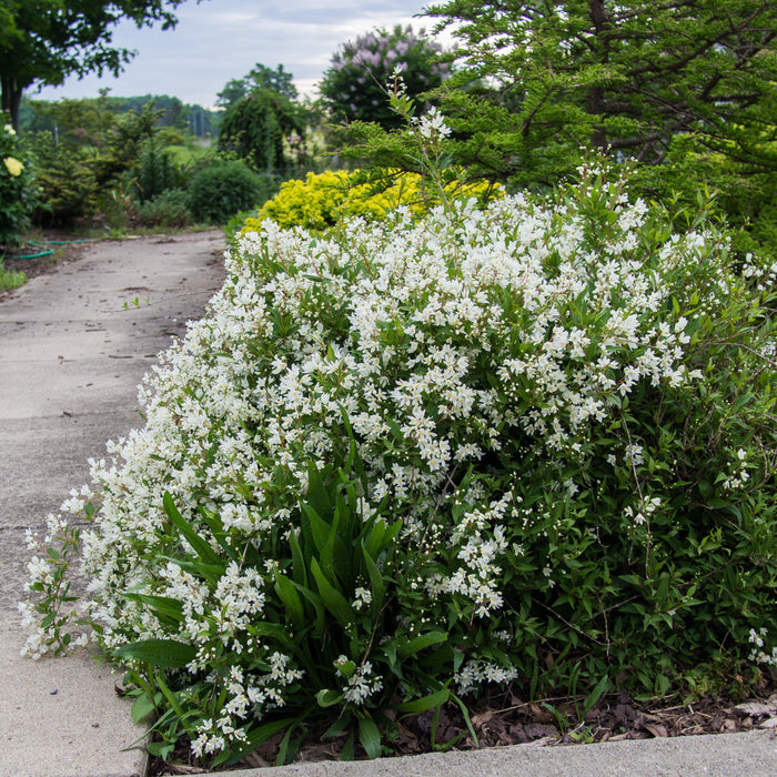 Dwarf Nikko Deutzia - Shipped