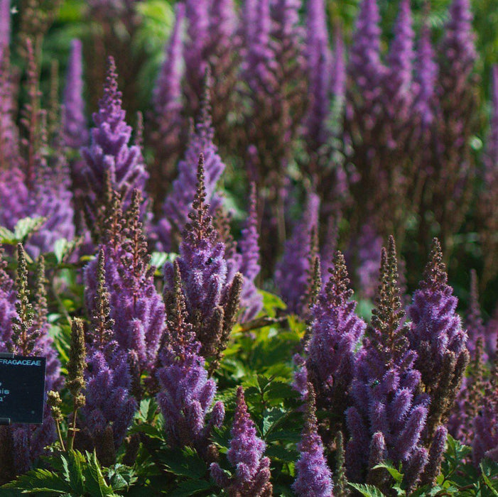 Astilbe chinensis 'Pumila'  - Pumila Chinese Astilbe - Shipped