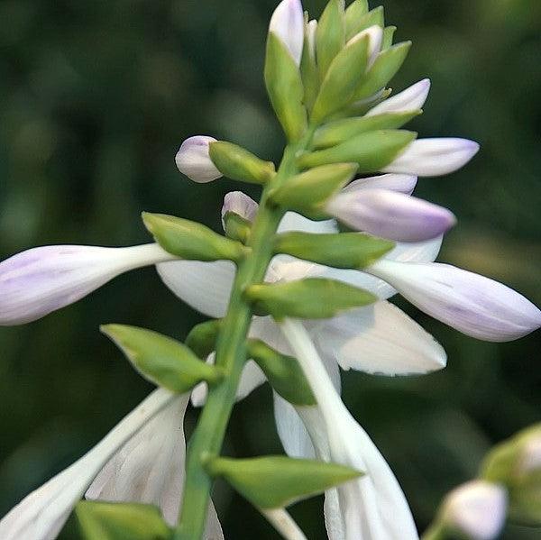 Hosta 'Fragrant Bouquet'  - Fragrant Bouquet Hosta - Shipped