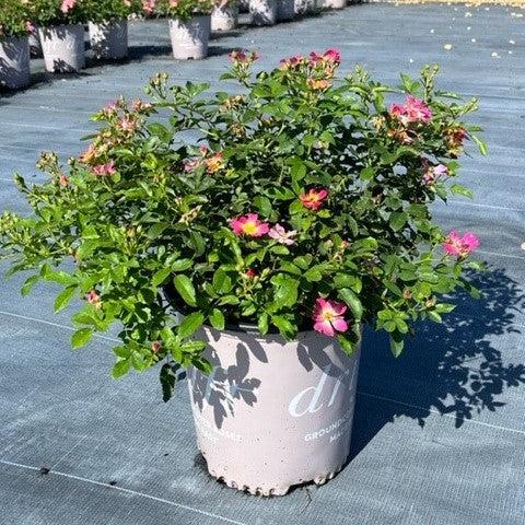 Pink Drift® Rose - Shipped