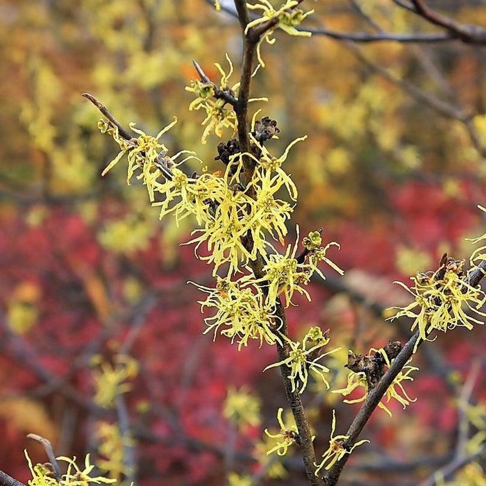 Hamamelis virginiana 'Harvest Moon'  - Harvest Moon Witch Hazel - Shipped