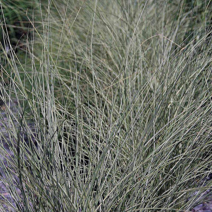 Miscanthus sinensis 'Morning Light'  - Morning Light Maiden Grass - Shipped