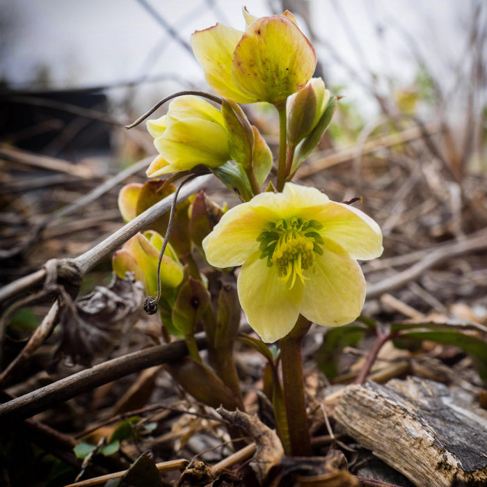 Helleborus x ericsmithii 'COSEH 730'  - HGC® Champion Lenten Rose - Shipped