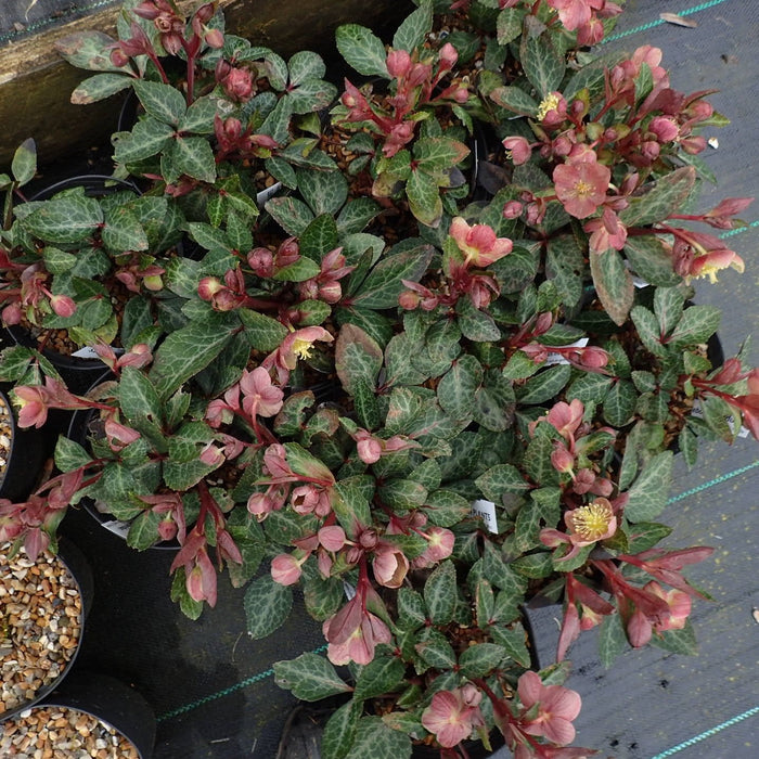 Helleborus x hybridus 'RD09'  - FrostKiss™ Pippa's Purple Lenten Rose - Shipped