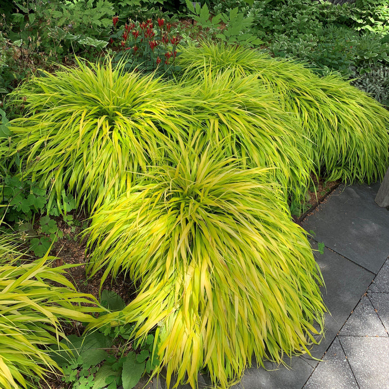 All Gold Japanese Forest Grass, Hakone Grass - Shipped