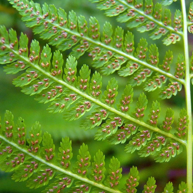 Lady Fern - Shipped