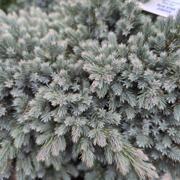 Juniperus squamata 'Blue Star'  - Blue Star Juniper - Shipped