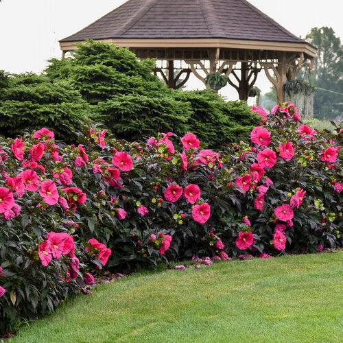 Hibiscus 'Evening Rose' PP33,366  - Summerific® Evening Rose Hibiscus - Shipped