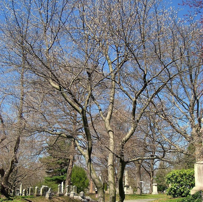 Amelanchier canadensis  - Shadblow Serviceberry - Shipped