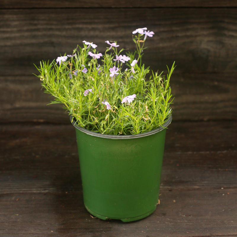 Emerald Blue Creeping Phlox - Shipped