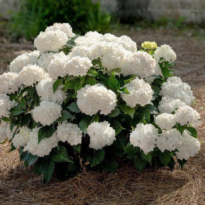 Hydrangea macrophylla 'Bailmaceight'  - Endless Summer® Dreamcloud® Hydrangea - Shipped
