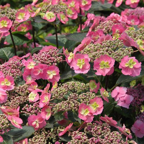 Tuff Stuff™ Hydrangea - Shipped