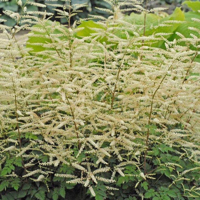 Aruncus x 'Misty Lace'  - Misty Lace Goat's Beard - Shipped