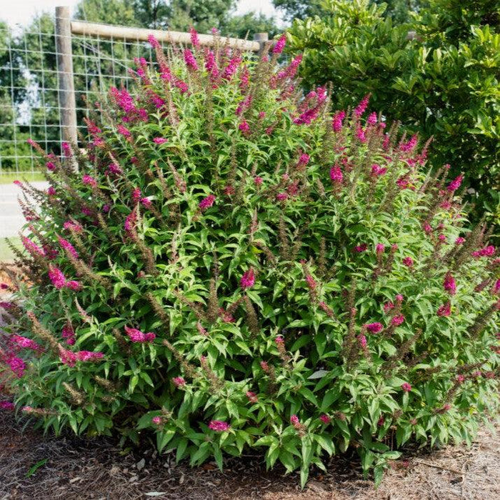 Buddleia davidii 'PIIBD-II' PP26,278  - First Editions® Funky Fuchsia™ Butterfly Bush - Shipped