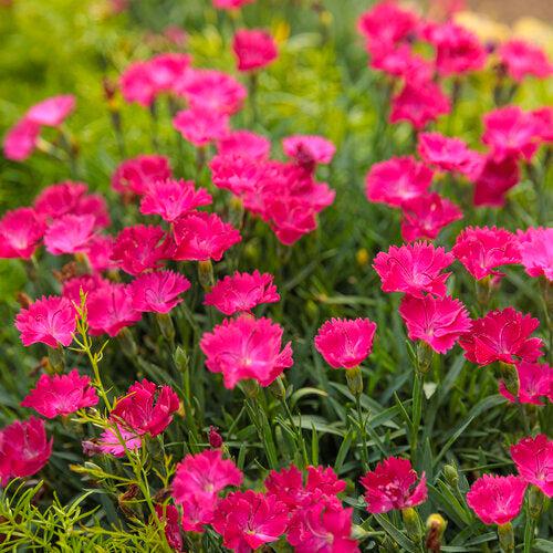 Paint the Town Magenta Dianthus - Shipped