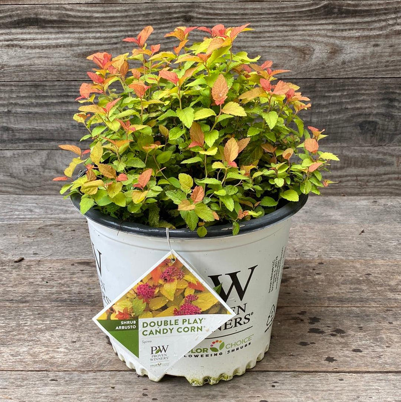 Double Play® Candy Corn® Spirea - Shipped