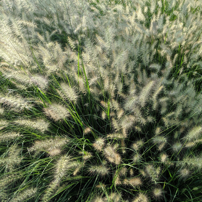Pennisetum alopecuroides 'Hameln  - Hameln Fountain Grass - Shipped