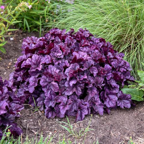 Dolce® Wildberry Heuchera - Shipped