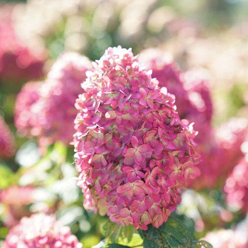 Proven Winners® Limelight Prime® Hydrangea - Shipped