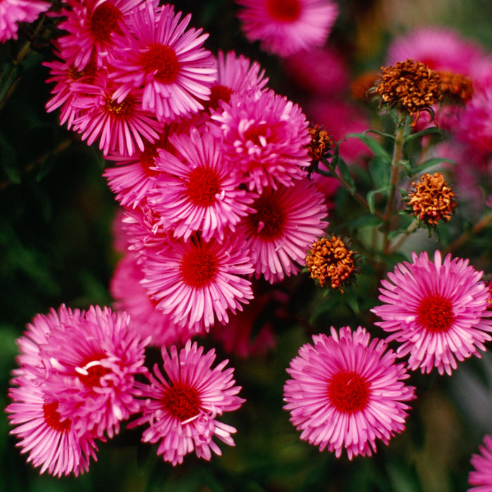 Vibrant Dome New England Aster - Shipped