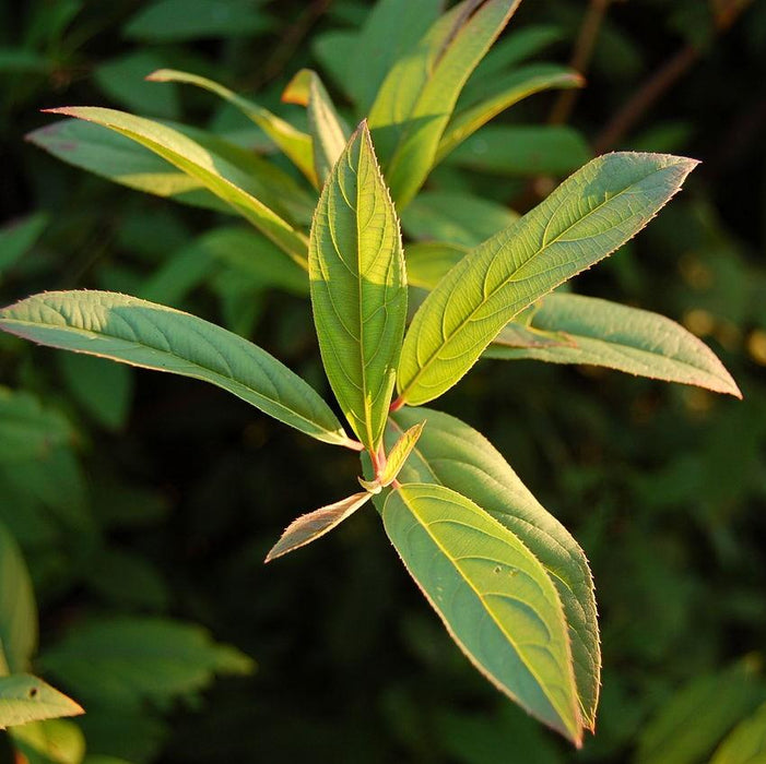 Itea virginica 'Henry's Garnet'  - Henry's Garnet Sweetspire - Shipped