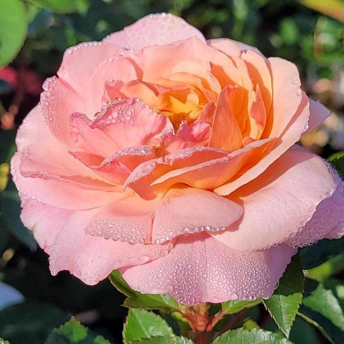 Rosa 'BAIypso'  - Easy Elegance® Calypso Rose - Shipped