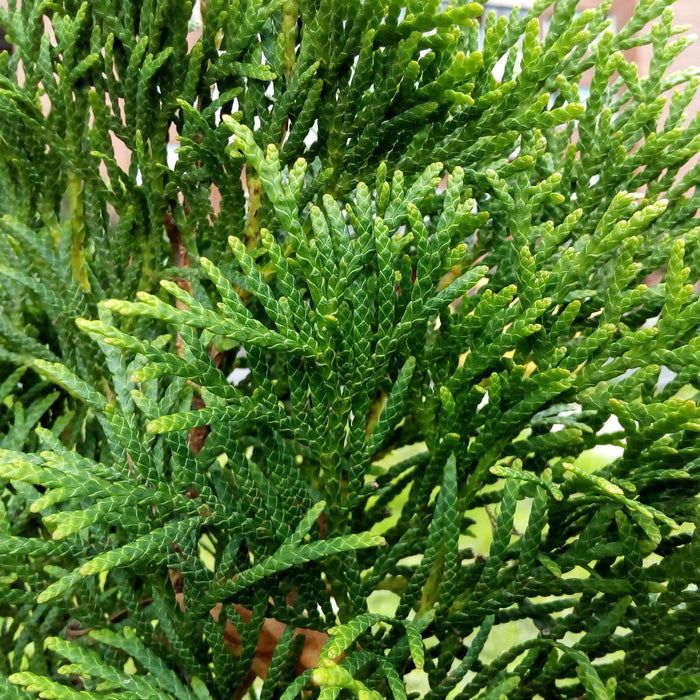 Thuja occidentalis 'American Pillar'  - Full Speed A Hedge® Arborvitae - Shipped