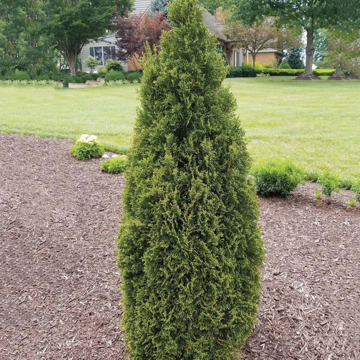Thuja occidentalis 'Lilshreckthu'  - Emerald Squeeze™ Arborvitae - Shipped