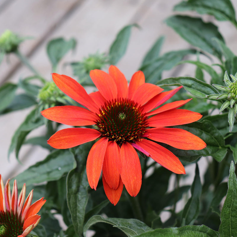 Cheyenne Spirit Echinacea, Coneflower - Shipped