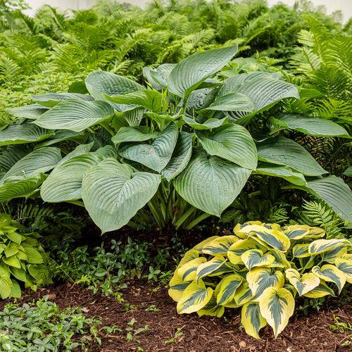 PW® Shadowland® Empress Wu Hosta - Shipped