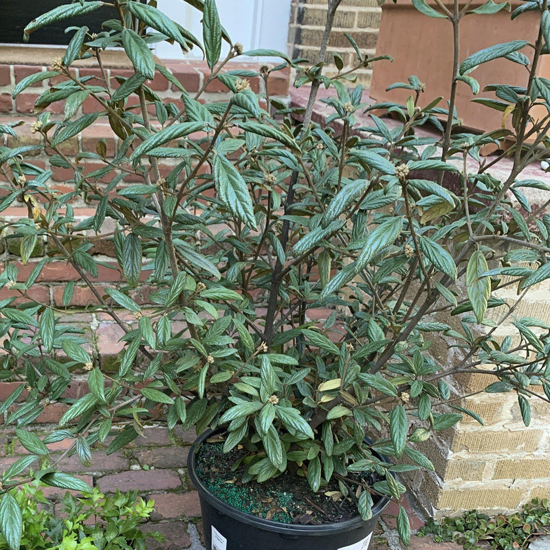 Prague Viburnum - Shipped