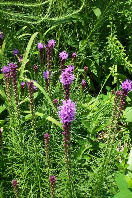SPIKE GAYFEATHER - DENSE BLAZING STAR (LIATRIS SPICATA) - In Store Pickup